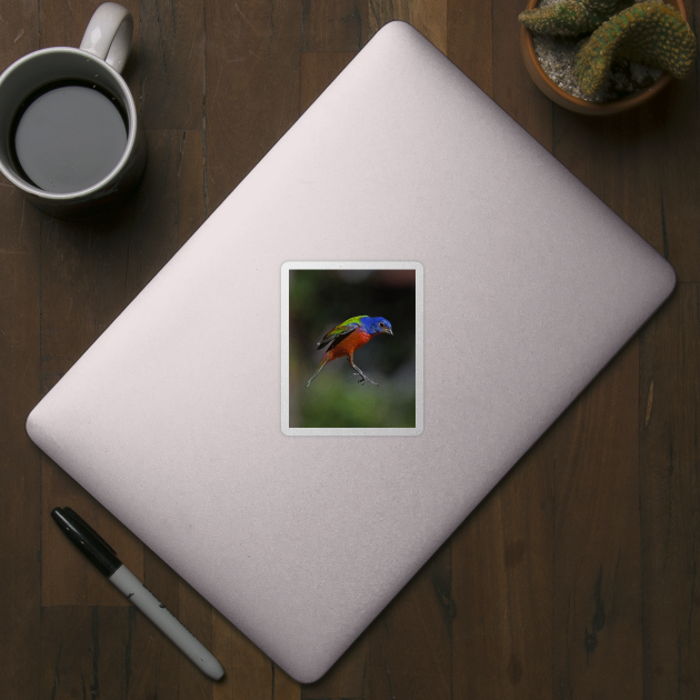 Painted Bunting Bird in Suspension by candiscamera